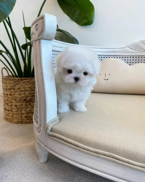 Splendidi cuccioli di Teacup Maltese | Foto 0