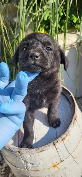 Cuccioli in cerca di amore