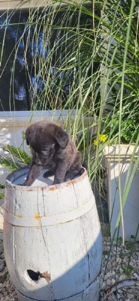 Cuccioli in cerca di amore | Foto 2