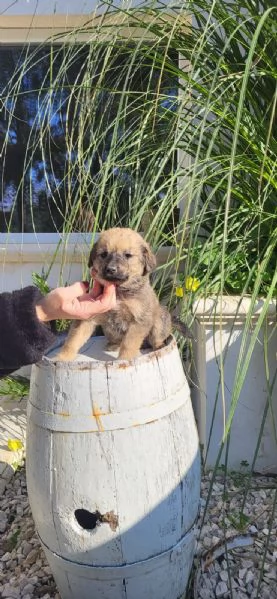 Cuccioli in cerca di amore | Foto 1