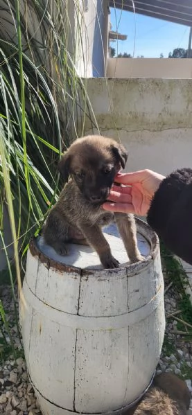 Cuccioli in cerca di amore | Foto 0