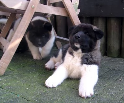 cuccioli di razza pura di akita americano | Foto 1