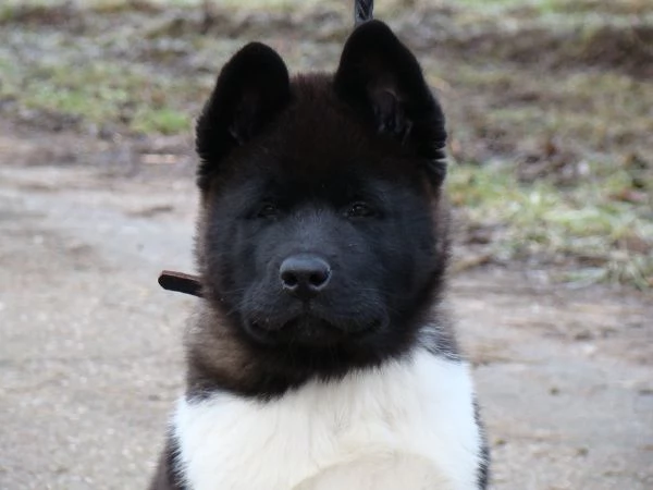 cuccioli di razza pura di akita americano | Foto 0