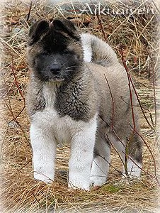 cuccioli di razza pura di akita americano