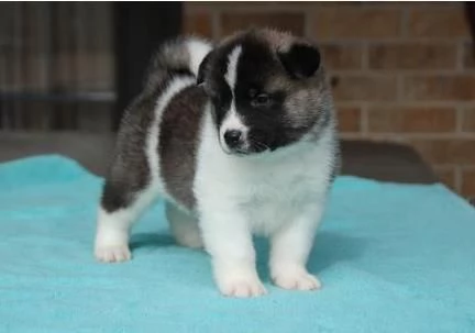 6 dolci cuccioli di Akita americano | Foto 0