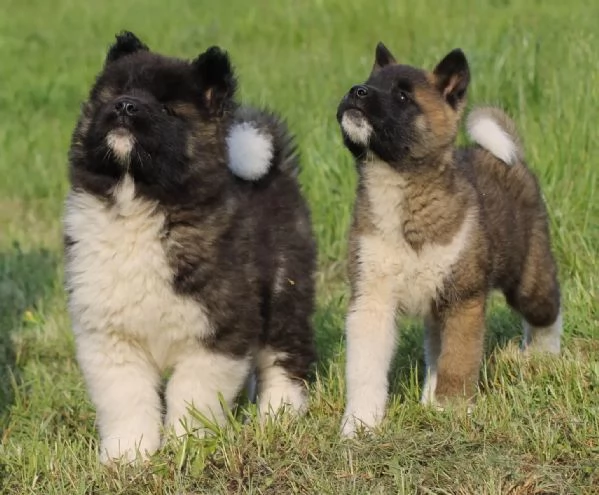 Bellissimi cuccioli di Akita americani sono alla ricerca di nuove famiglie