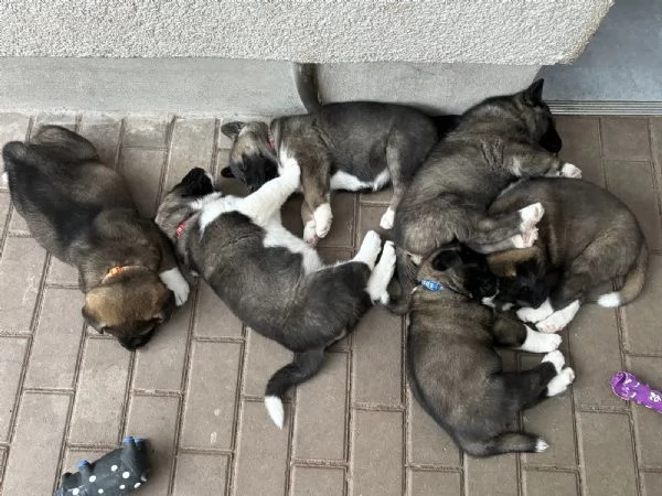 Cuccioli di Akita americani di razza vera razza