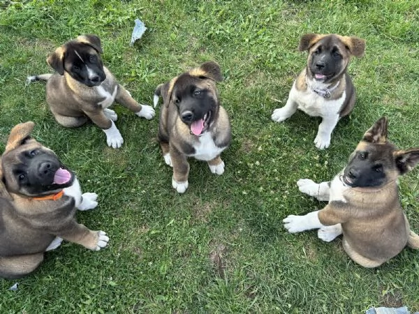 Cuccioli di akita americani di razza pura