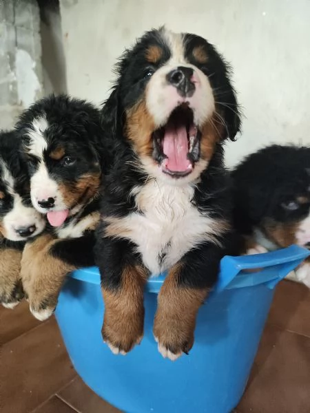 Cuccioli bovaro del bernese cercano casa | Foto 5