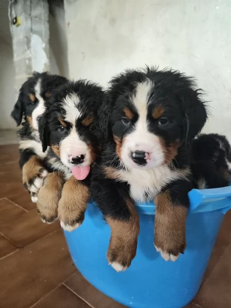 Cuccioli bovaro del bernese cercano casa | Foto 4