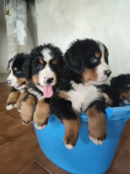 Cuccioli bovaro del bernese cercano casa