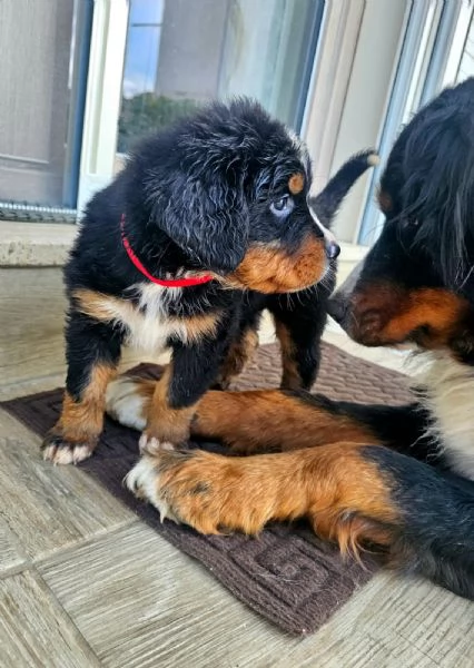 Cuccioli bovaro del bernese cercano casa | Foto 3