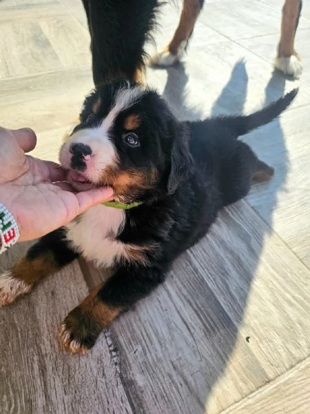 Cuccioli bovaro del bernese cercano casa | Foto 2