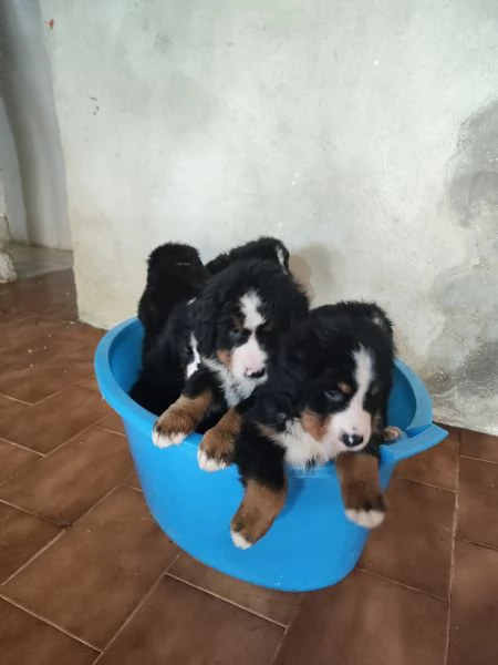 Cuccioli bovaro del bernese cercano casa | Foto 1