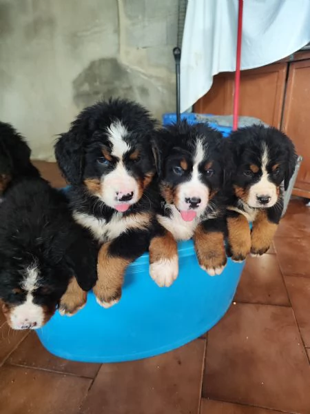 Cuccioli bovaro del bernese cercano casa | Foto 0