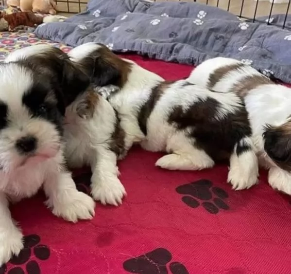 Shih tzu