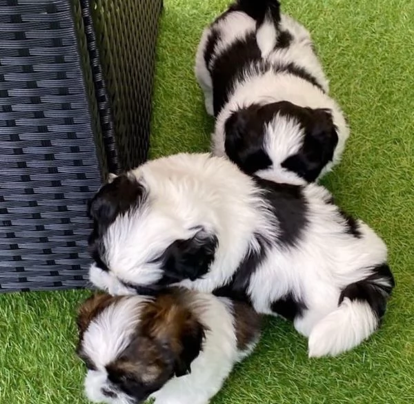 Cuccioli di Shih Tzu