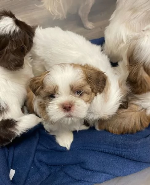 cucciolo di shih tzu maschio o femmina