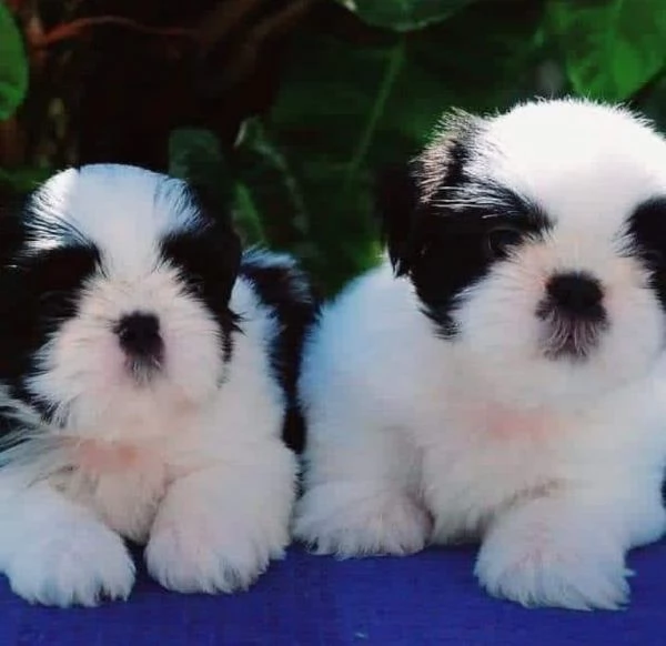  Cuccioli shitzu maschietto e femminuccia