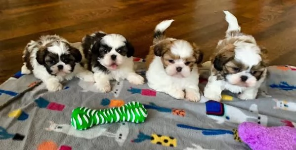 Shih Tzu cuccioli