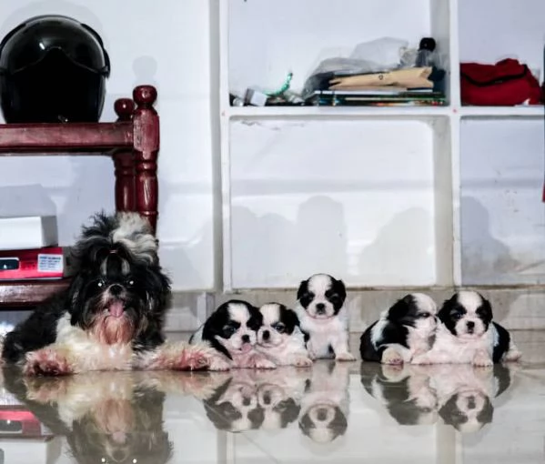 bellissimi stupendi cuccioli Shih Tzu