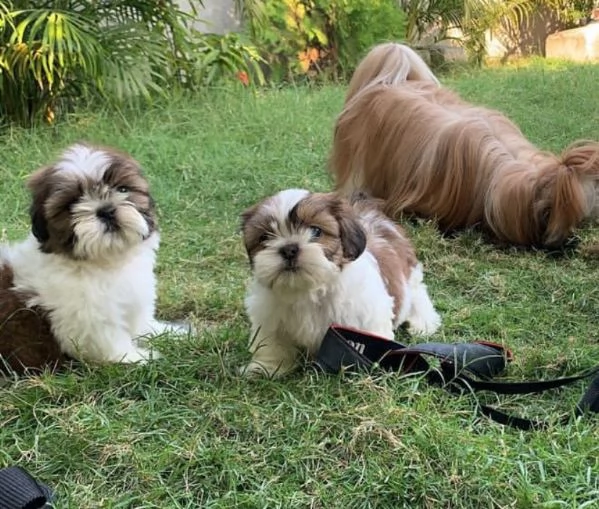 Shih Tzu adorabili