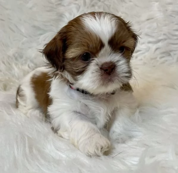  Cuccioli di SHIH TZU