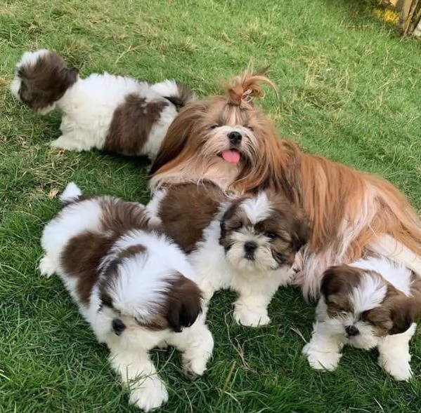 Cuccioli si shih tzu