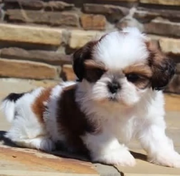 Shih tzu