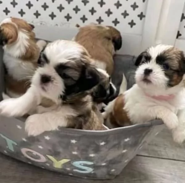 Cuccioli di Shih Tzu