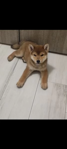 Cuccioli di shiba Inu 