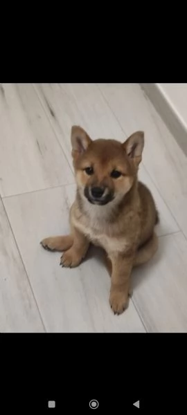 Cuccioli di shiba Inu  | Foto 0