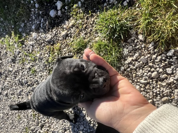 Cuccioli staffordshire bull terrier | Foto 3