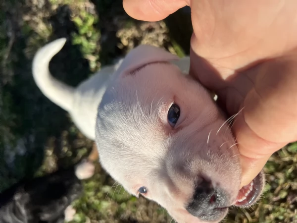 Cuccioli staffordshire bull terrier | Foto 1