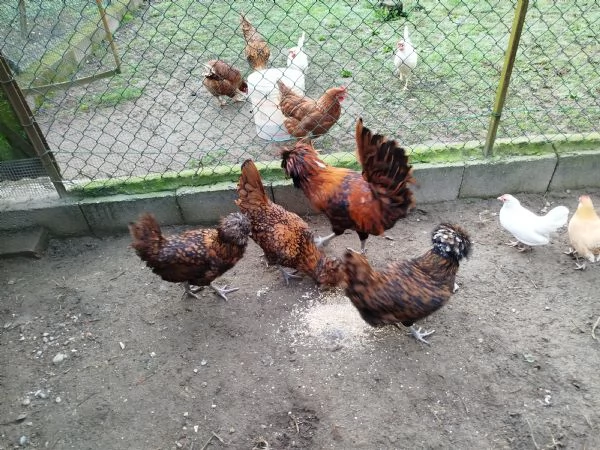 Vendo da privato galline padovane | Foto 0