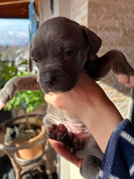 Cuccioli american pitbull 