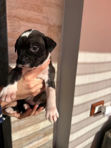 Cuccioli american pitbull  | Foto 4