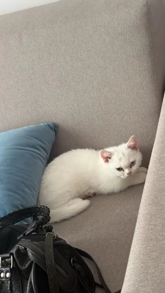 cucciolo british shorthair bianco