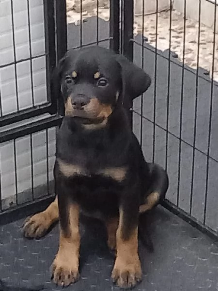 Cuccioli Rottweiler  | Foto 4