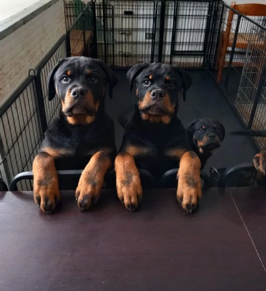 Cuccioli Rottweiler 