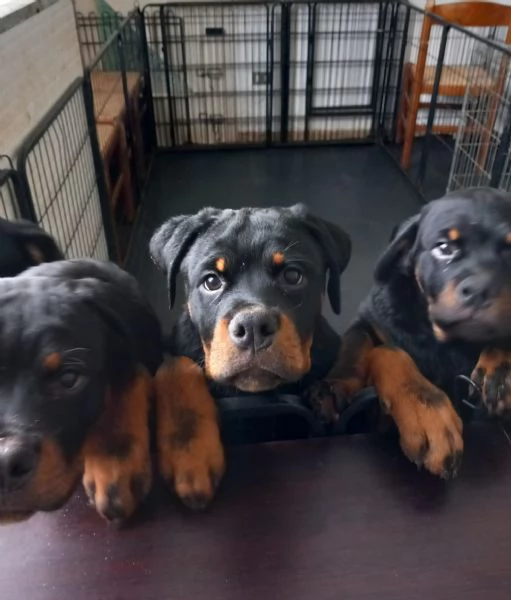 Cuccioli Rottweiler  | Foto 1