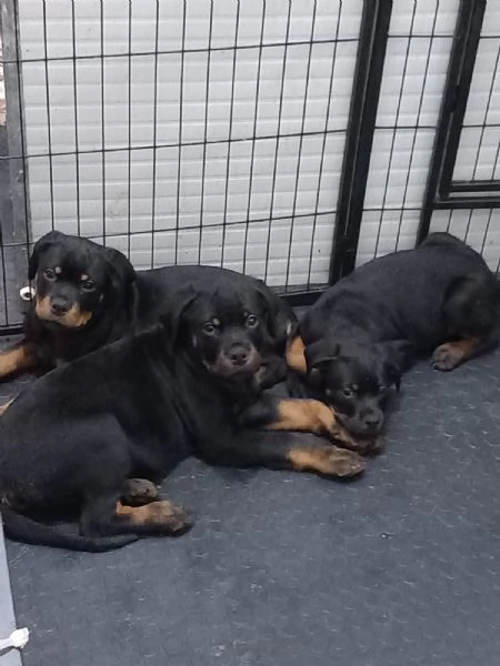 Cuccioli Rottweiler  | Foto 0