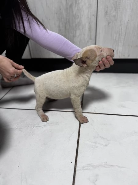 Cuccioli di bull terrier