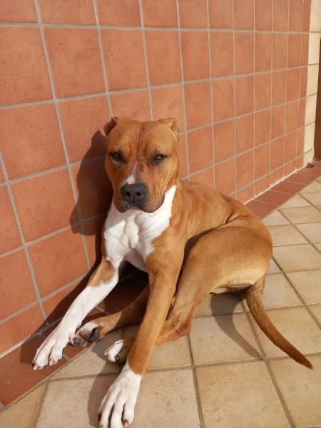 Incrocio tra pitbull e amstaff