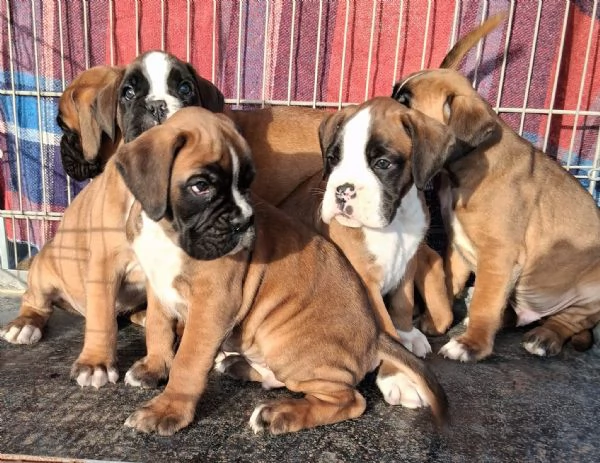 boxer cuccioli