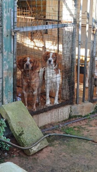 cucciolo breton | Foto 1