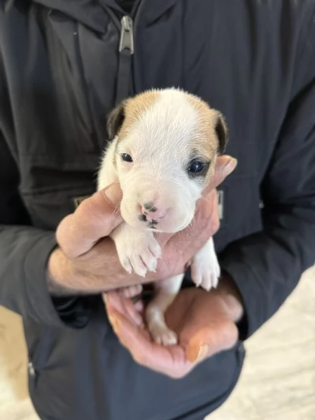 Cuccioli AmStaff