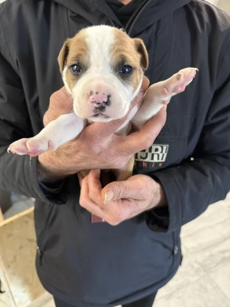 Cuccioli AmStaff | Foto 3