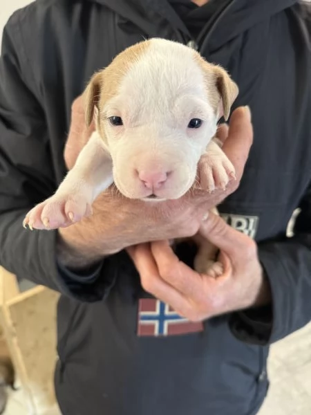 Cuccioli AmStaff | Foto 0