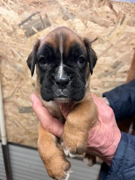 Cuccioli boxer cercano casa | Foto 3